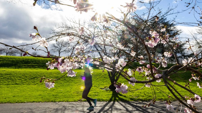 Sonnenstrahlen scheinen durch die Blüten der Winterkirsche (Higankirsche) in der Rheinaue in Bonn