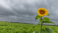 Eine Sonnenblume steht vor dicken Regenwolken auf einem Feld