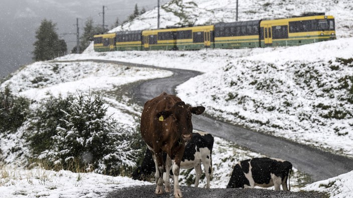 Kühe stehen bei Schneefall auf 2061 Meter über dem Meeresspiegel auf der Kleinen Scheidegg.
