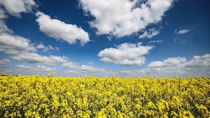 Gelbes Rapsfeld vor blauem Himmel