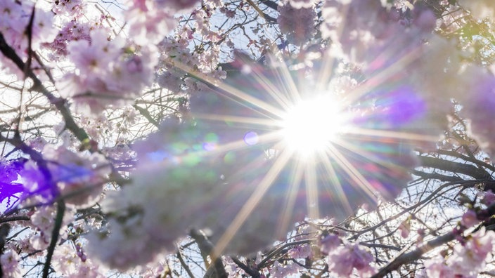 Die Sonne strahlt durch die Blüten der Winterkirsche in der Rheinau.