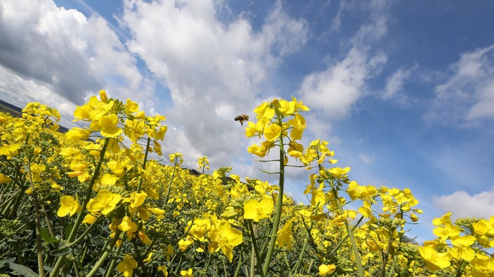 Frühlingswetter mit Sonne und Wolken