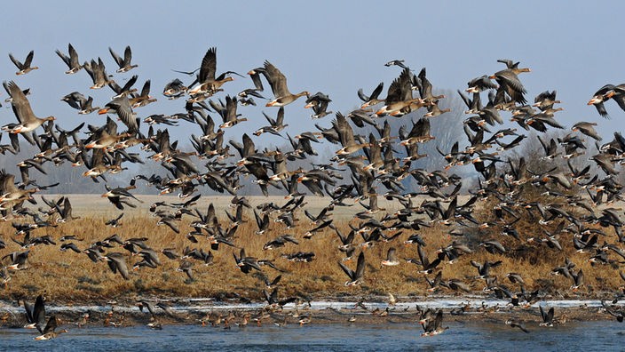 Eine Gruppe Wildgänse (Blässgänse, Saat-und Graugänse) fliegt über einen Rheinarm bei Bislich.