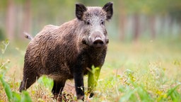 Ein Wildschwein.