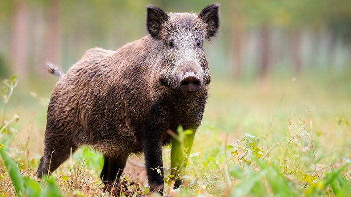 Ein Wildschwein.