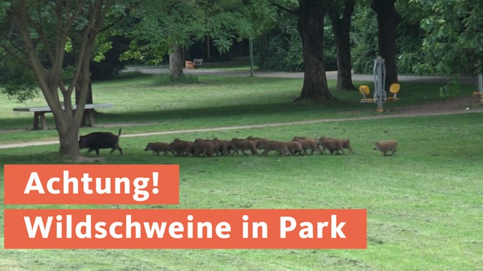 Wildschwein mit ihren Jungen in einem Park 