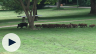 Wildschweine im Stadtpark Hagen