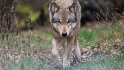Symbolbild: Ein Wolf streift durch den Wald.