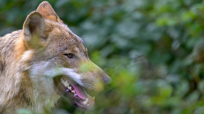 Wolf im Wald 