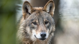 In Nordrhein-Westfalen ist offenbar der erste Wolf sesshaft geworden.