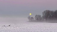 Wolfsmond über schnee- und nebelbecktem Feld am frühen Morgen 