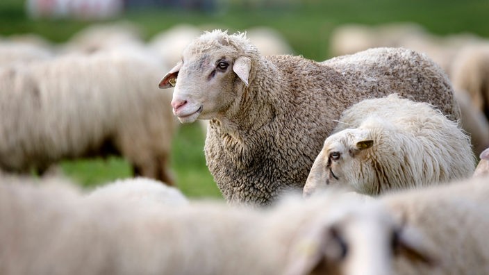 Eine Schafherde auf den Poller Wiesen in Köln