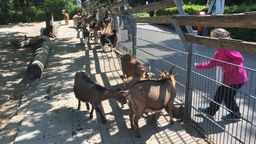 Ziegen im Tierpark Fauna in Solingen