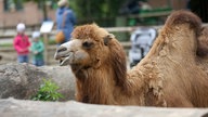 Kinder schauen sich im Krefelder Zoo ein Kamel an