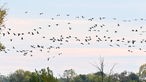 Rast der Kraniche auf ihrem Vogelzug auf den Feldern im Rhin-Havelluch Linum