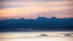 23.10.2022, Baden-Württemberg, Uttenweiler: Ein großer Schwarm Zugvögel ist am Morgen unterwegs in Richtung Süden