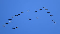27.10.2022, Thüringen, Eisenach: Kraniche fliegen in Formation über den Thüringer Wald in Richtung Süden