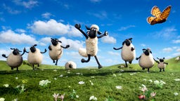 Shaun das Schaf und seine Freunde auf einer Wiese 