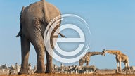 Ein Elefant, zwei Giraffen und eine Zebraherde in einer Savannenlandschaft, daruaf das Logo erlebnis erde 