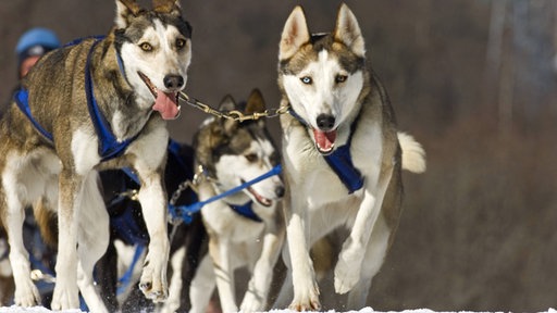 Schlittenhunde in Alaska