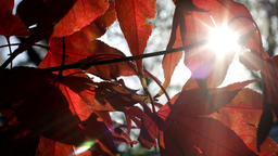 Herbstsonne strahlt durch bunte Blätter