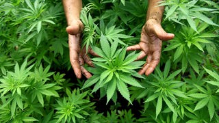 Cannabis Pflanzen, aus denen auch Marihuana hergestellt wird, sind am 31.08.2010 in einer Plantage in Safed (Israel) zu sehen. 