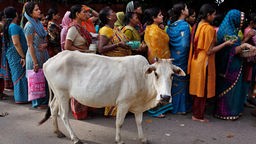 Eine Kuh steht vor einer Schlange indischer Frauen, die bunte Gewänder tragen