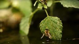 Land des Honigs - eine Biene klettert aus dem Wasser ein Minzblatt hoch 