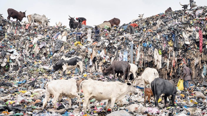 Rinder und Menschen, die auf den Altkleiderbergen auf der Agbogbloshie-Müllkippe nach Verwertbarem Ausschau halten.  