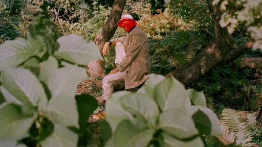 Pale Jay sitzt inmitten der Natur