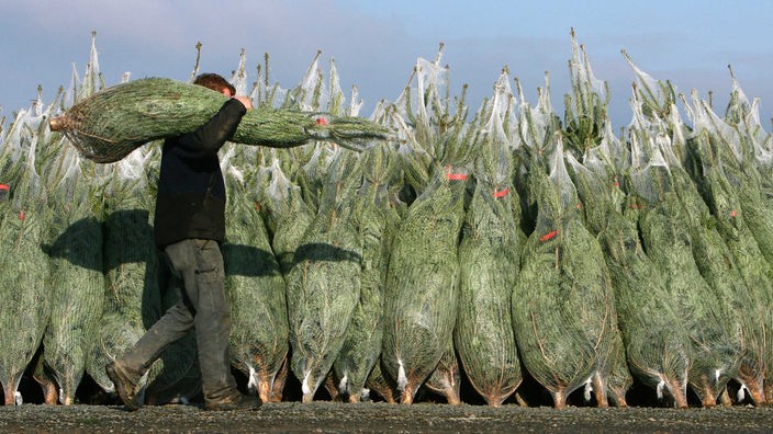 Čovek nosi na ramenu Božićno drvce zapakovano u mrežu