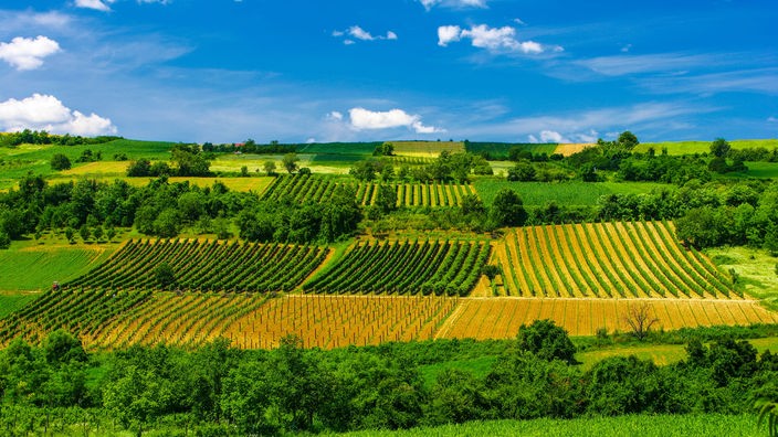 Vinogradi u okolini Sremskih Karlovaca