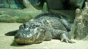 Der Alligator Saturn liegt in seinem Gehege auf dem Bauch.