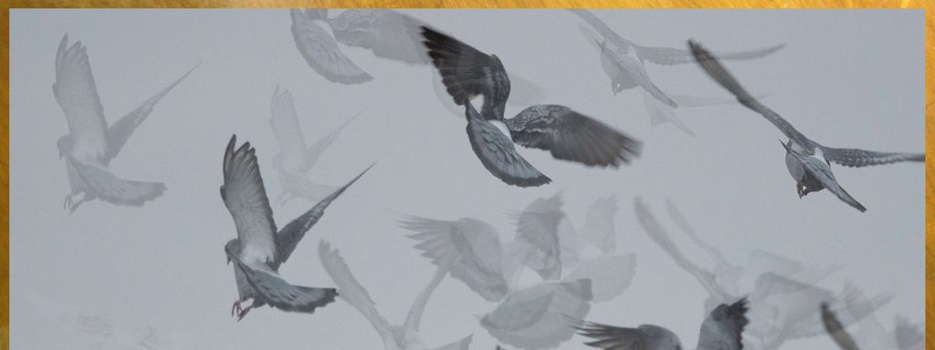 Mehrere Tauben fliegen in der Luft, das Bild ist schwarz-weiß und von einem goldenem Rahmen umrahmt.