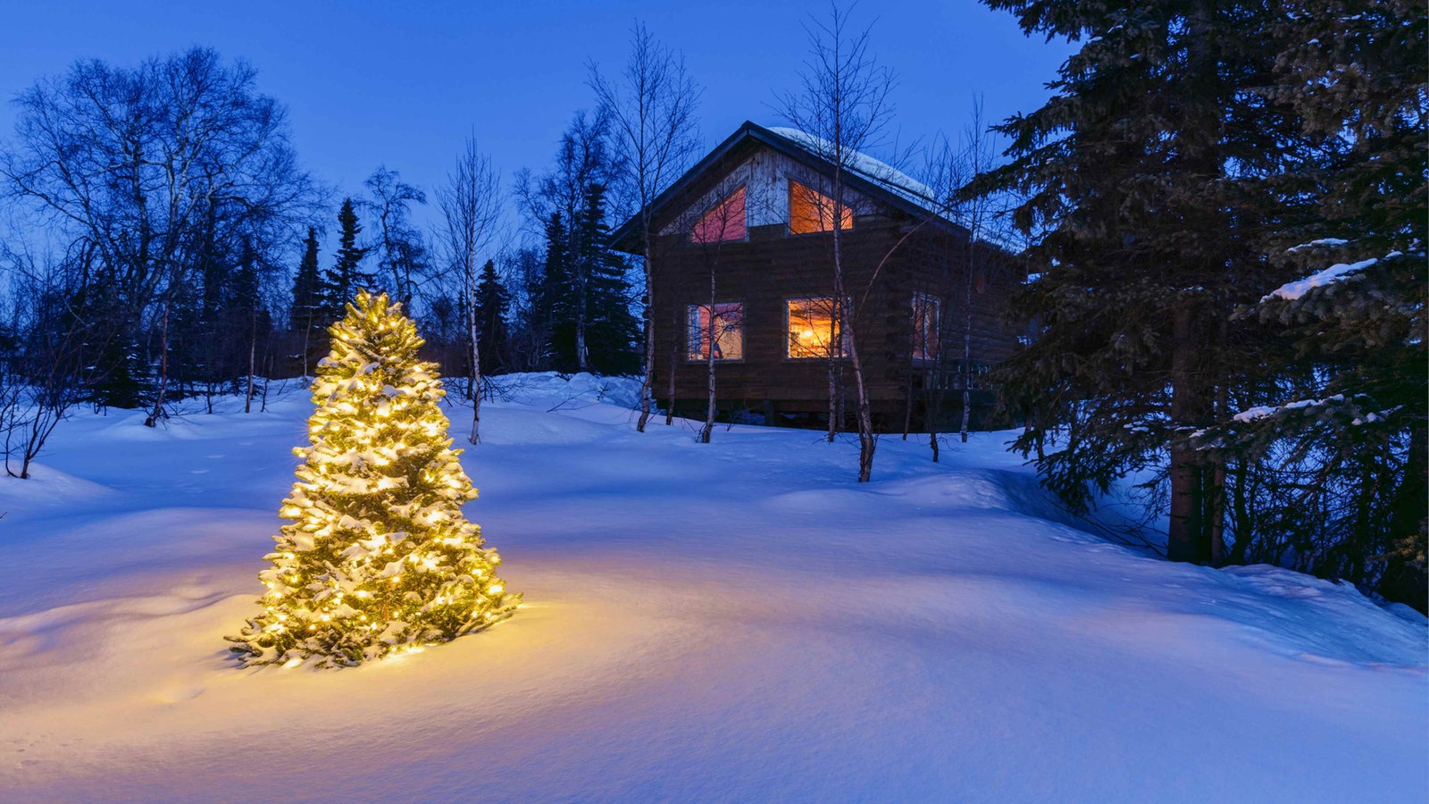 BioWeihnachtsbaum oder lieber doch Plastiktanne? Nachrichten WDR