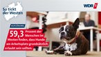Ein Hund liegt in einem Büro auf dem Boden; Schriftzug: 59,3 Prozent der Menschen im Westen finden, dass Hunde am Arbeitsplatz grundsätzlich erlaubt sein sollten.