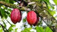  Kakaobohnen am Baum