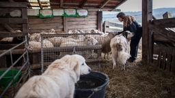 Otrun Humpert beugt sich in einem Stall zu einem Schaf hinunter, im Vordergrund zwei Hunde