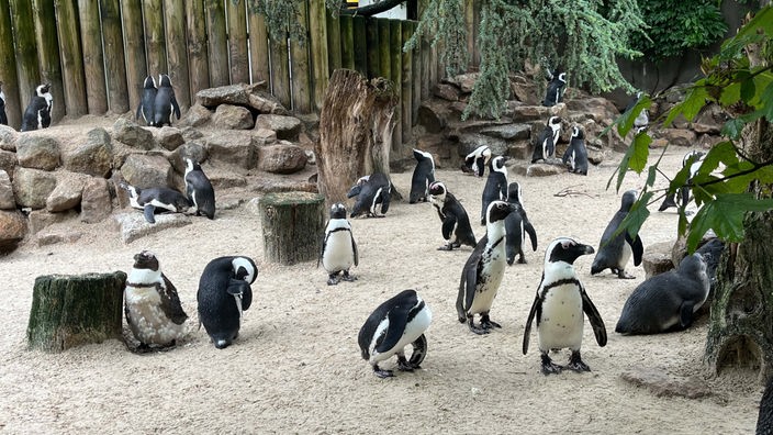 Pinguine im Allwetterzoo