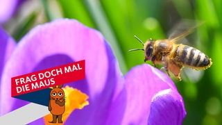 Biene fliegt eine Krokusblüte an