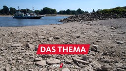 Niedrigwasser im Rhein - ausgetrocknetes Ufer an der Rheinfähre Kaiserswerth-Langst