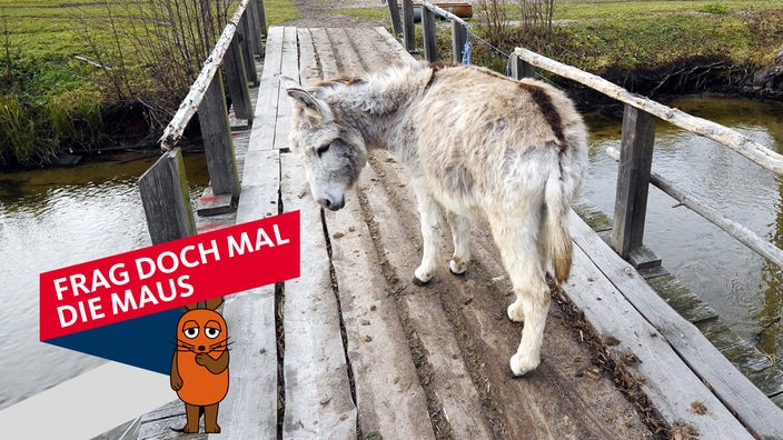 Ein Esel auf einer Holzbrücke