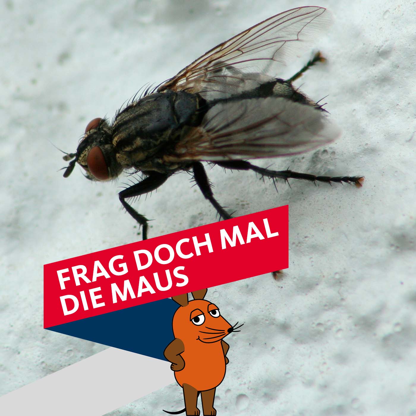 WDR 2 Frag doch mal die Maus: Warum knabbern Marder an Autokabeln? - Frag  doch mal die Maus - Radio - WDR