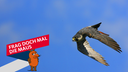 Wanderfalke, Wander-Falke (Falco peregrinus), im Flug