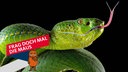 Popes Bambusotter (Trimeresurus popeiorum)