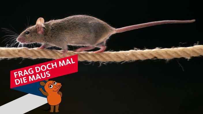 Warum haben Mäuse so einen langen Schwanz?
