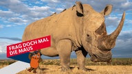 Ein Nashorn in Kenia