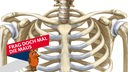 Brustkorb, Halswirbelsäule und Schlüsselbein eines menschlichen Skeletts