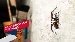 Spinne an einer Kellerwand
