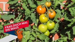 Reife und unreife Tomaten hängen am Strauch